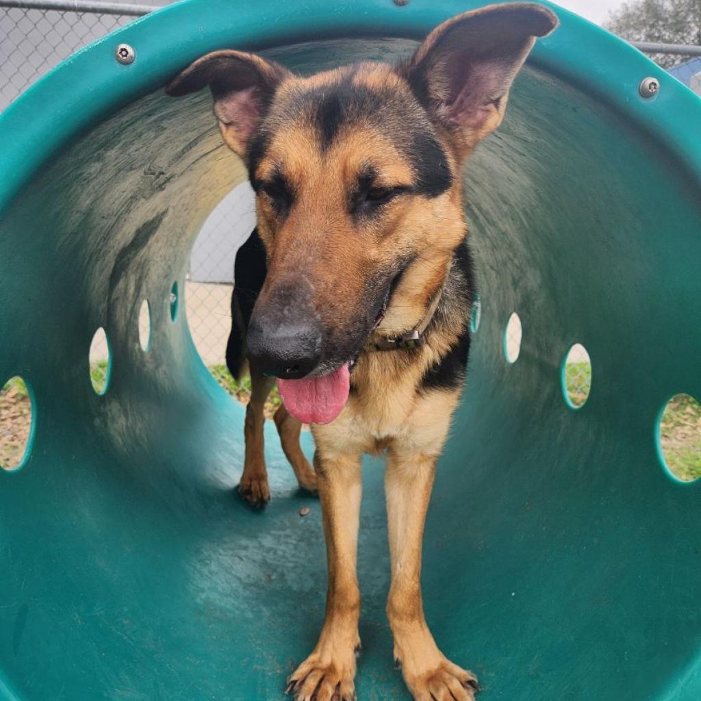 Bruce, an adoptable German Shepherd Dog in Corpus Christi, TX, 78415 | Photo Image 3