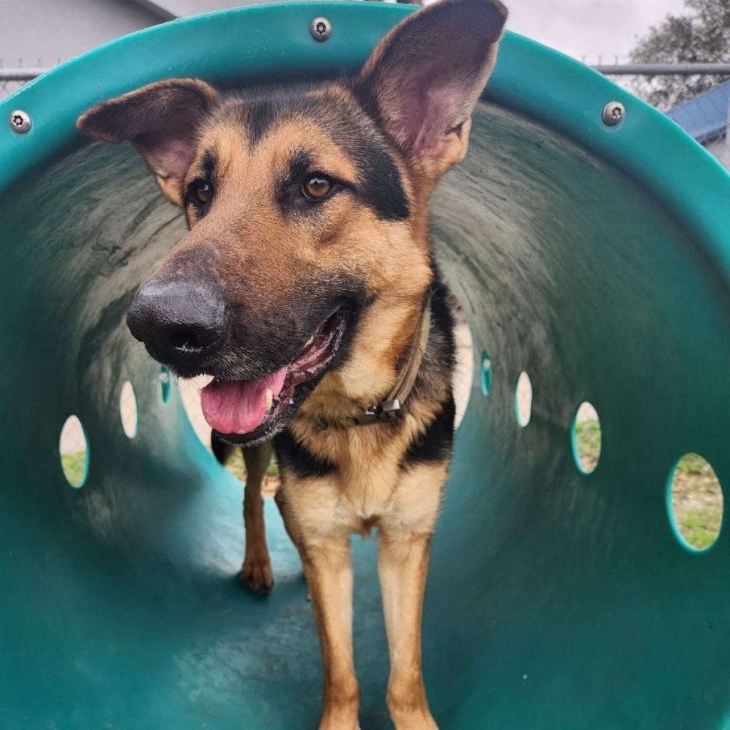 Bruce, an adoptable German Shepherd Dog in Corpus Christi, TX, 78415 | Photo Image 4