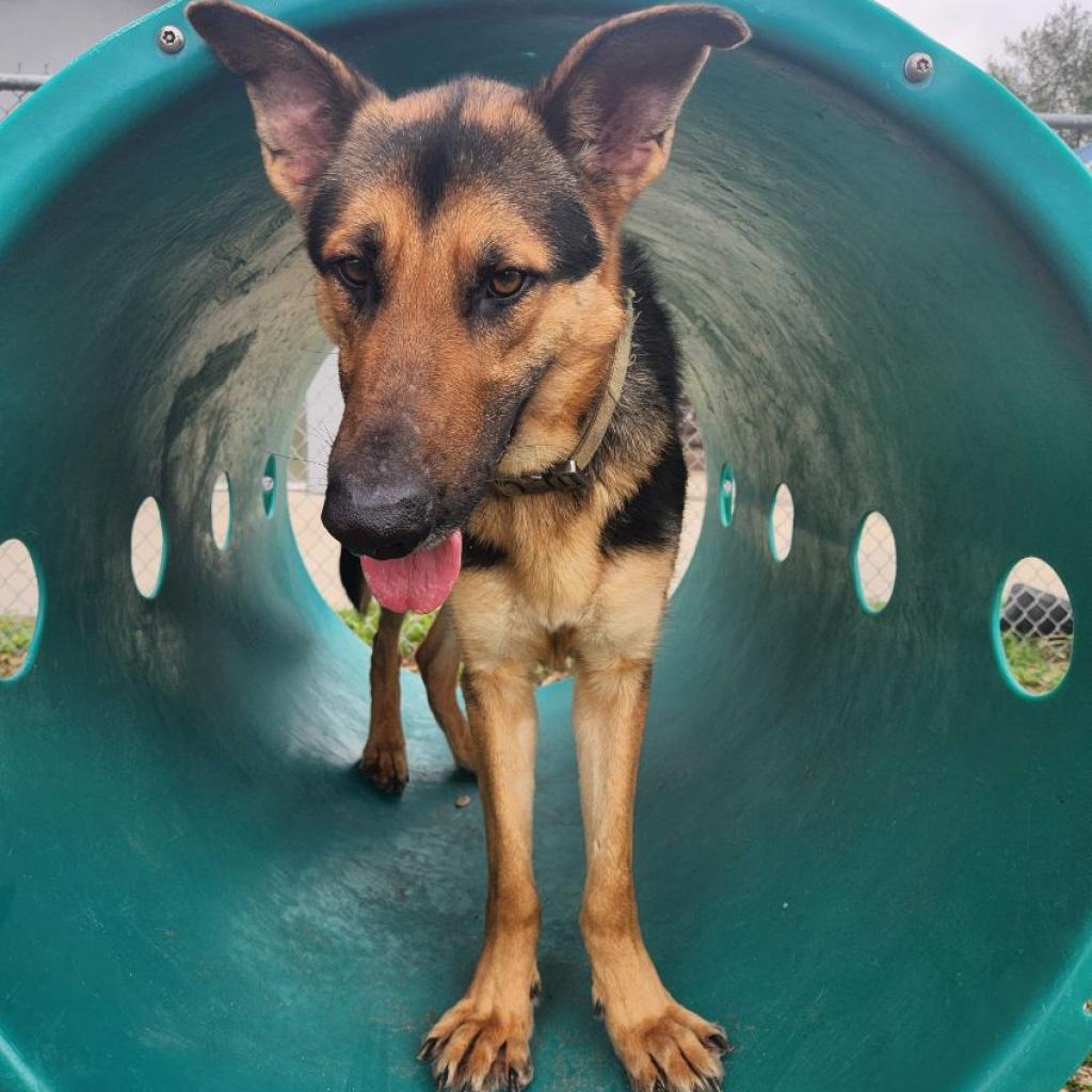 Bruce, an adoptable German Shepherd Dog in Corpus Christi, TX, 78415 | Photo Image 5