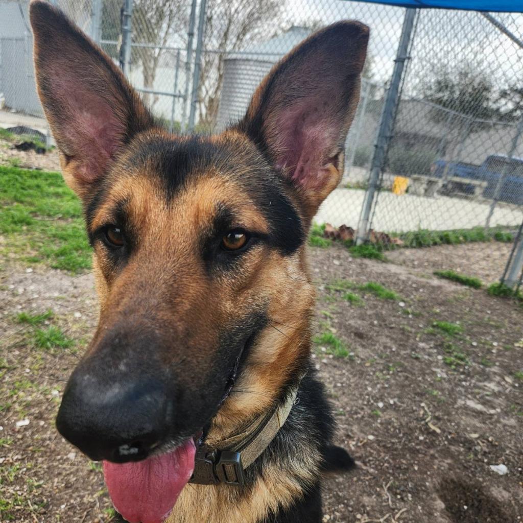 Bruce, an adoptable German Shepherd Dog in Corpus Christi, TX, 78415 | Photo Image 6
