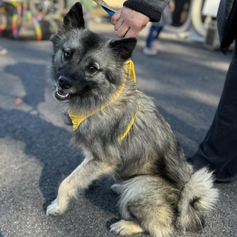 Candy, an adoptable Keeshond in Pasadena , MD, 21122 | Photo Image 1