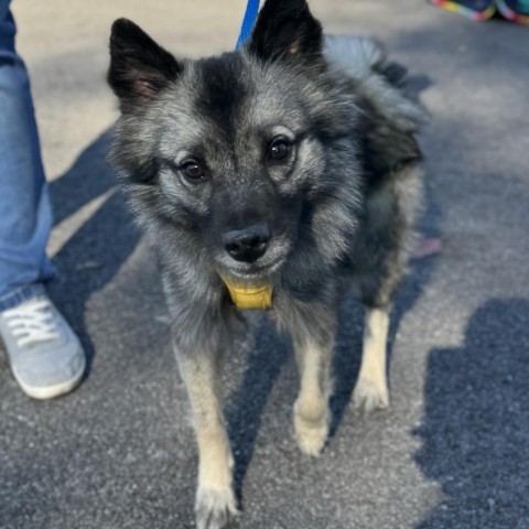 Candy, an adoptable Keeshond in Pasadena , MD, 21122 | Photo Image 2