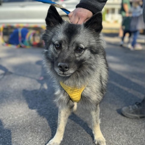 Candy, an adoptable Keeshond in Pasadena , MD, 21122 | Photo Image 3