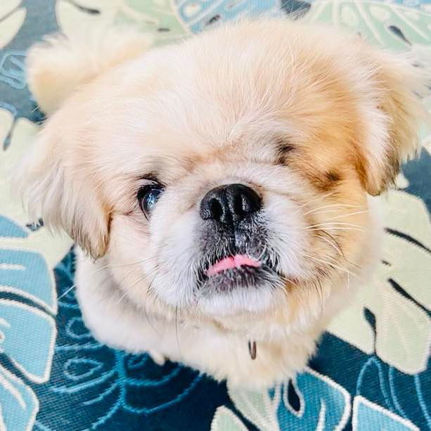 Leo, an adoptable Pekingese in Grand Bay, AL, 36541 | Photo Image 1