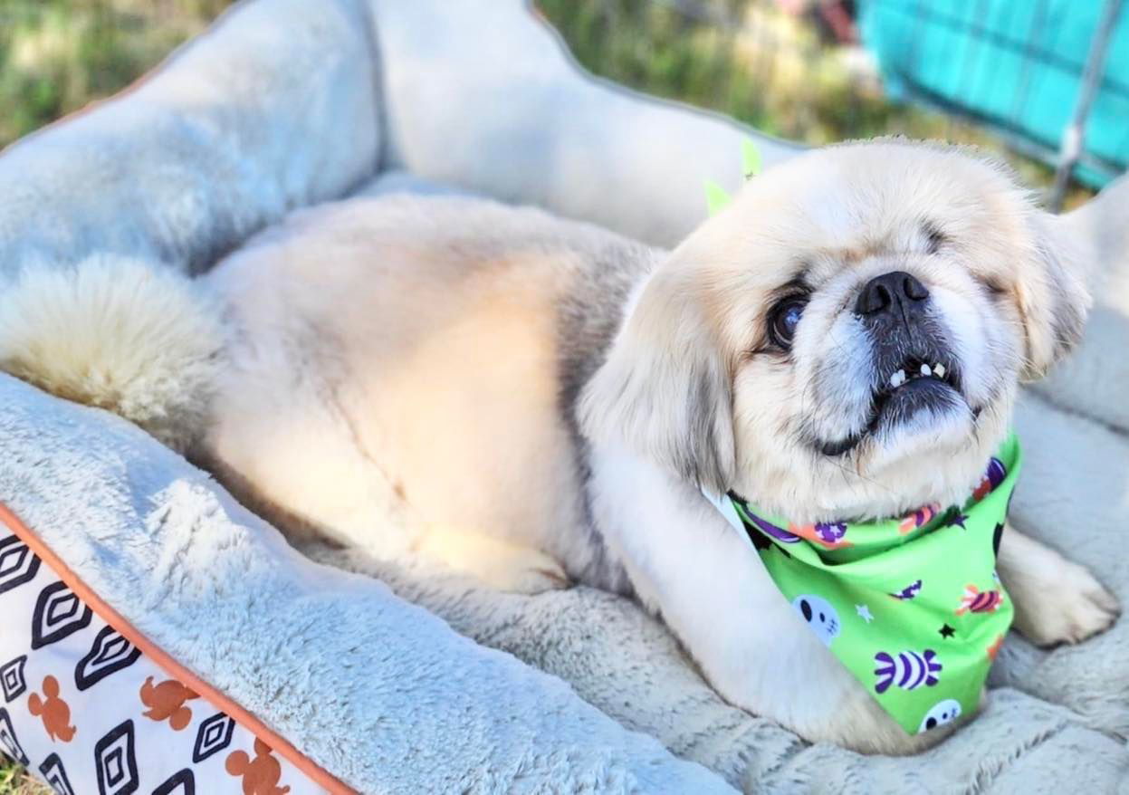 Leo, an adoptable Pekingese in Grand Bay, AL, 36541 | Photo Image 2