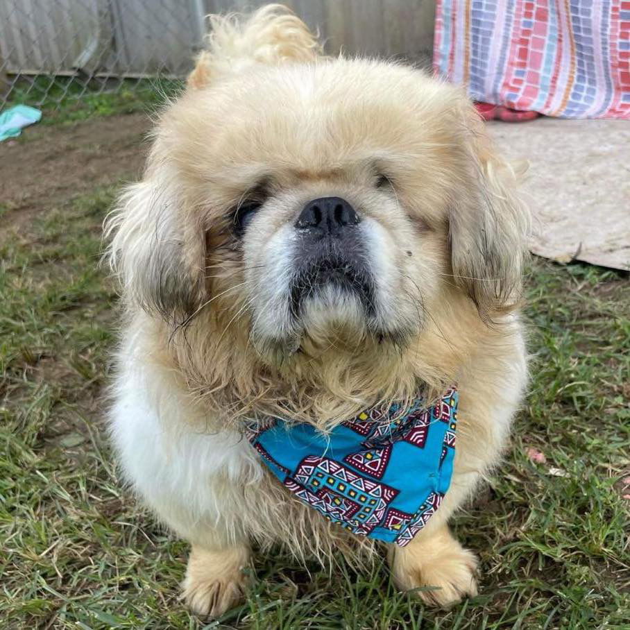 Leo, an adoptable Pekingese in Grand Bay, AL, 36541 | Photo Image 3