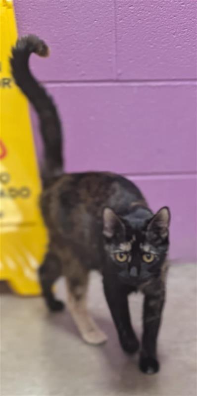 Anastasia, an adoptable Domestic Short Hair in Hutchinson, KS, 67504 | Photo Image 2