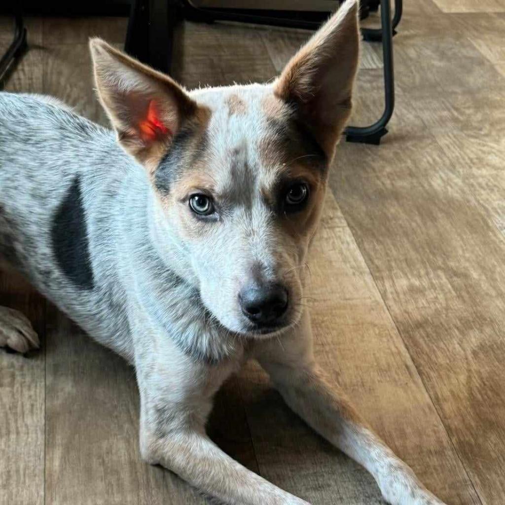 Hamilton, an adoptable Australian Cattle Dog / Blue Heeler in Wadena, MN, 56482 | Photo Image 1