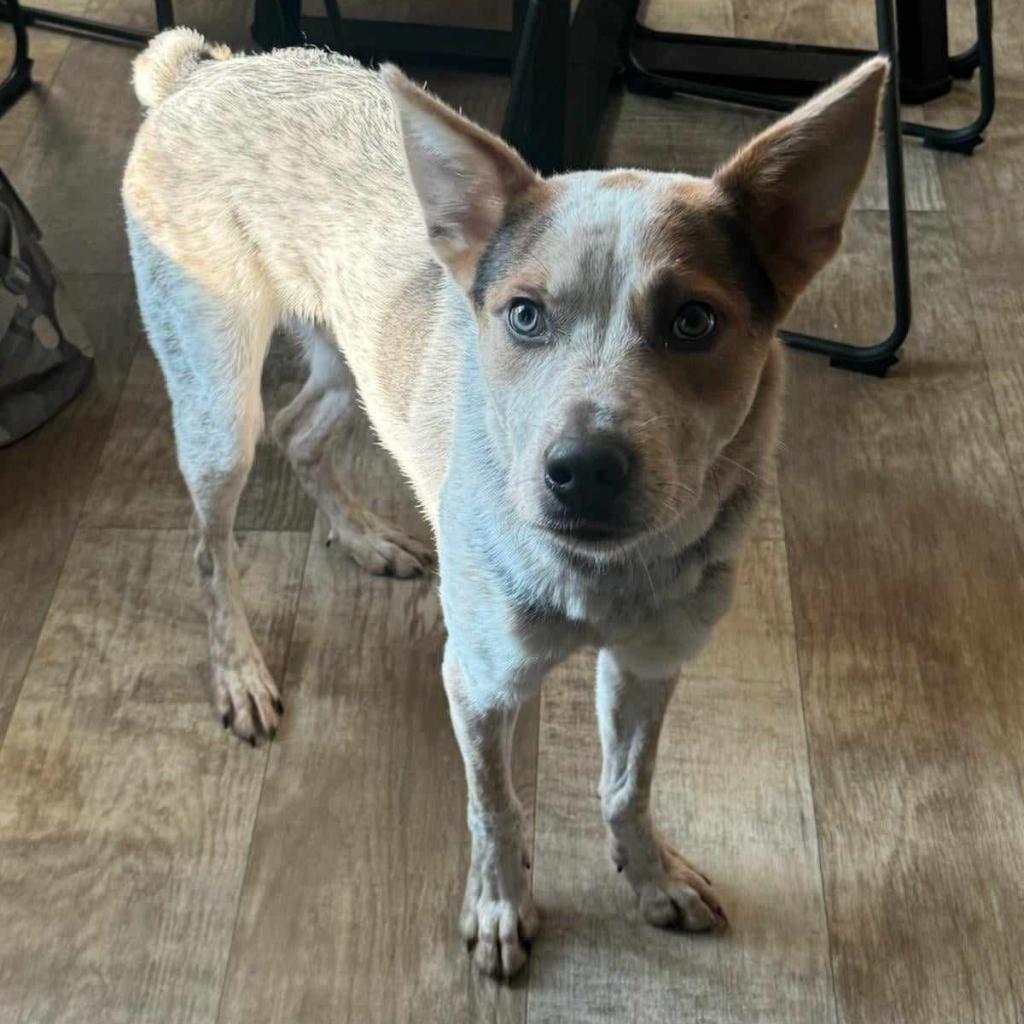 Hamilton, an adoptable Australian Cattle Dog / Blue Heeler in Wadena, MN, 56482 | Photo Image 2