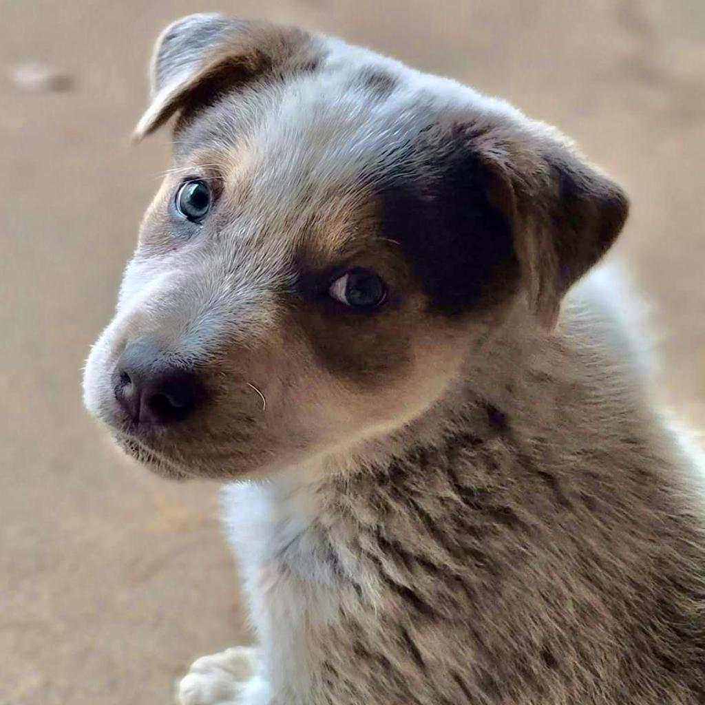 Hamilton, an adoptable Australian Cattle Dog / Blue Heeler in Wadena, MN, 56482 | Photo Image 3