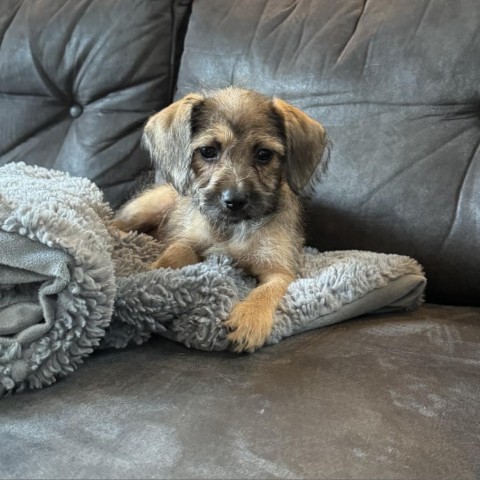 GERTRUDE, an adoptable Chihuahua, Havanese in Point Richmond, CA, 94801 | Photo Image 1