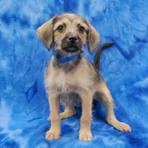 GERTRUDE, an adoptable Chihuahua, Havanese in Point Richmond, CA, 94801 | Photo Image 2