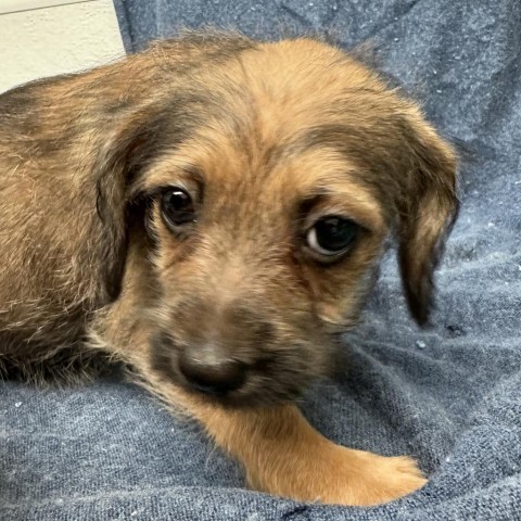 GERTRUDE, an adoptable Chihuahua, Havanese in Point Richmond, CA, 94801 | Photo Image 4