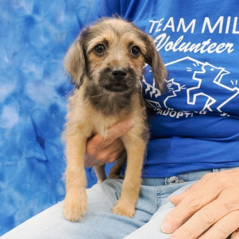 GERTRUDE, an adoptable Chihuahua, Havanese in Point Richmond, CA, 94801 | Photo Image 5