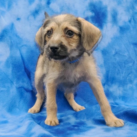 GERTRUDE, an adoptable Chihuahua, Havanese in Point Richmond, CA, 94801 | Photo Image 6