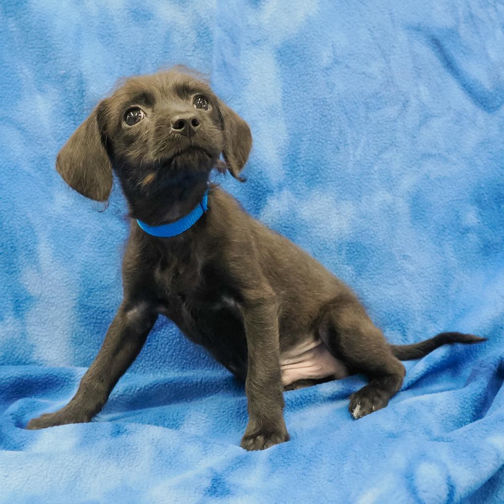 GEORGE, an adoptable Chihuahua, Havanese in Point Richmond, CA, 94801 | Photo Image 1