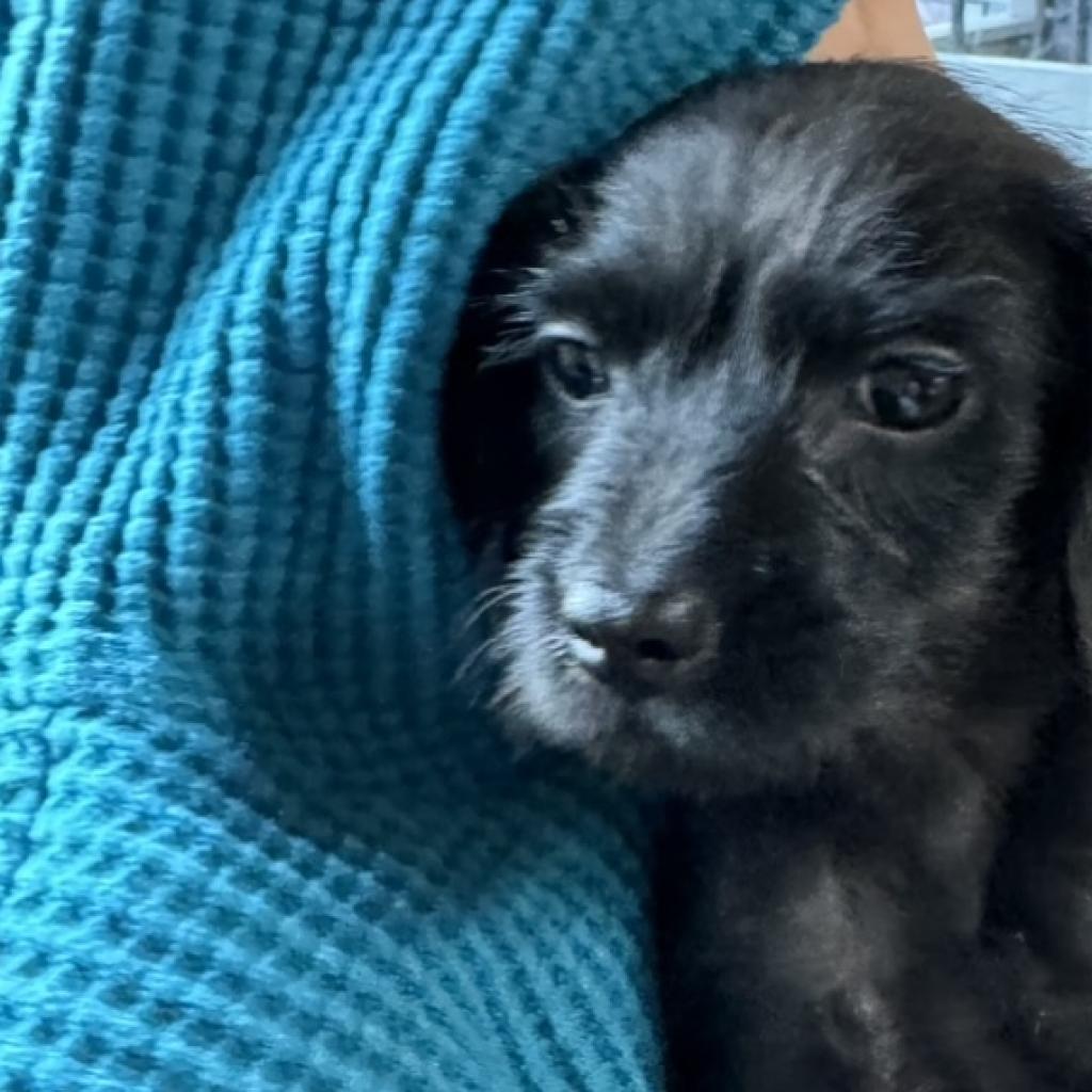 GEORGE, an adoptable Chihuahua, Havanese in Point Richmond, CA, 94801 | Photo Image 3