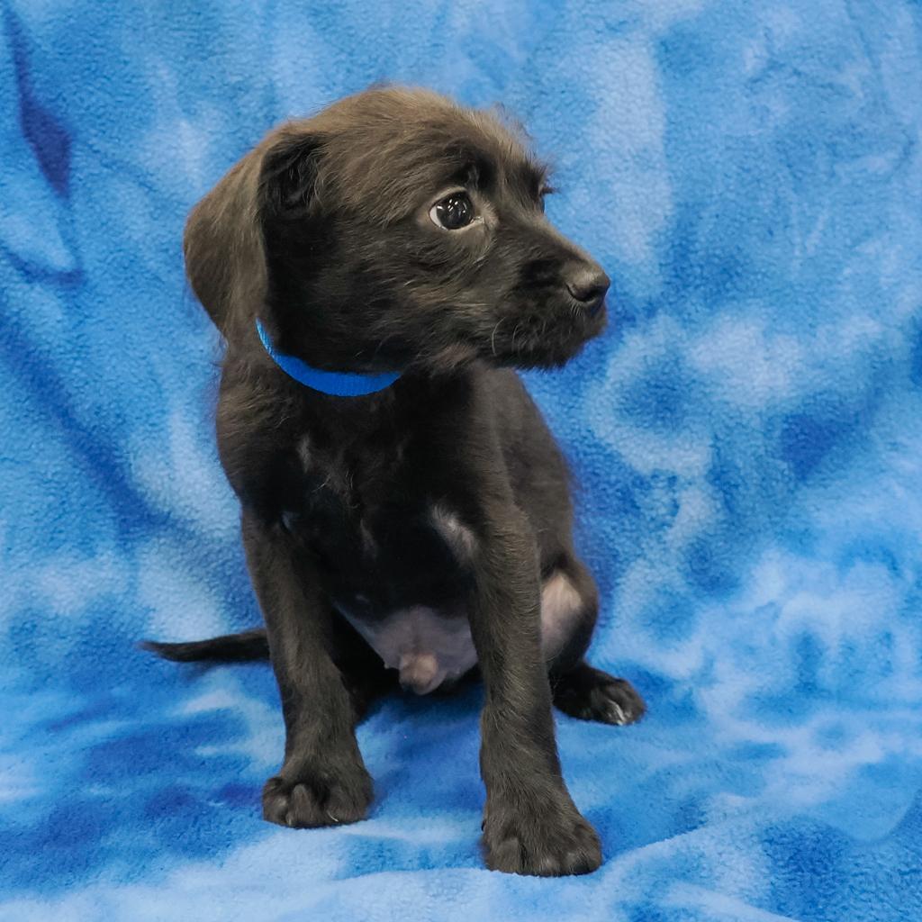 GEORGE, an adoptable Chihuahua, Havanese in Point Richmond, CA, 94801 | Photo Image 6