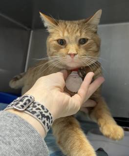 Elvis, an adoptable Domestic Short Hair in Kingman, AZ, 86401 | Photo Image 1