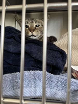 Mulan, Adult Female Domestic Short Hair
