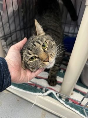 Toby, Adult Male Domestic Short Hair