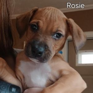 Rosie