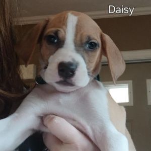 Daisy