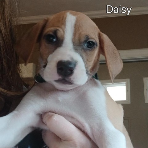 Daisy 1