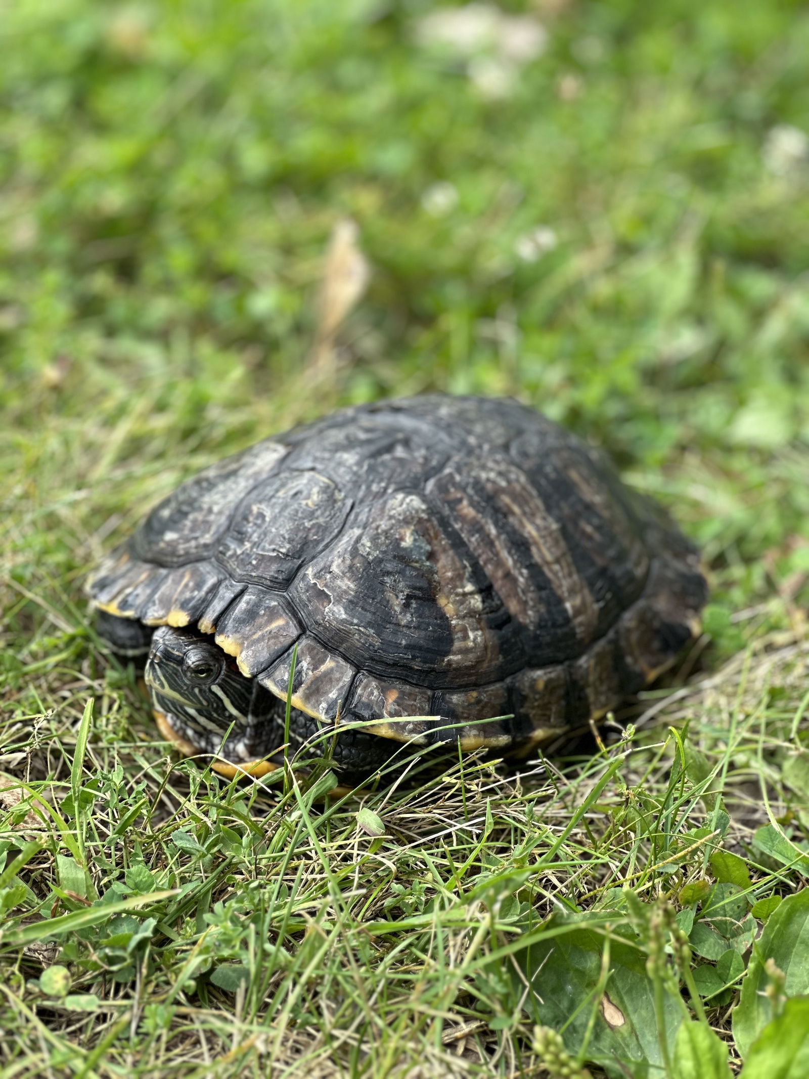 Belisama