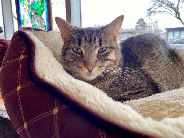 Sally Kat