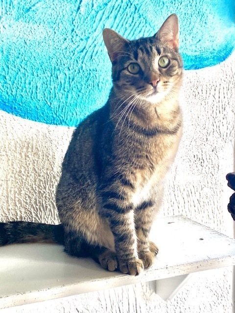 Sally Kat
