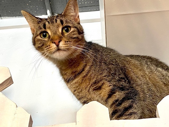 Sally Kat