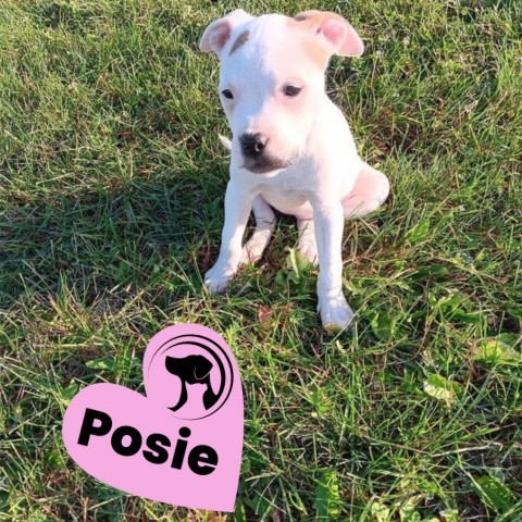 Posie