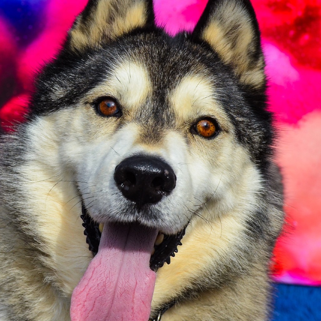 Buckeye (Columbus), an adoptable Alaskan Malamute in Glenfield, NY, 13343 | Photo Image 1