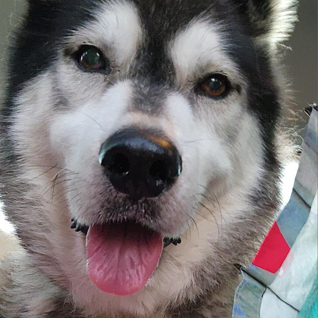 Buckeye (Columbus), an adoptable Alaskan Malamute in Glenfield, NY, 13343 | Photo Image 2