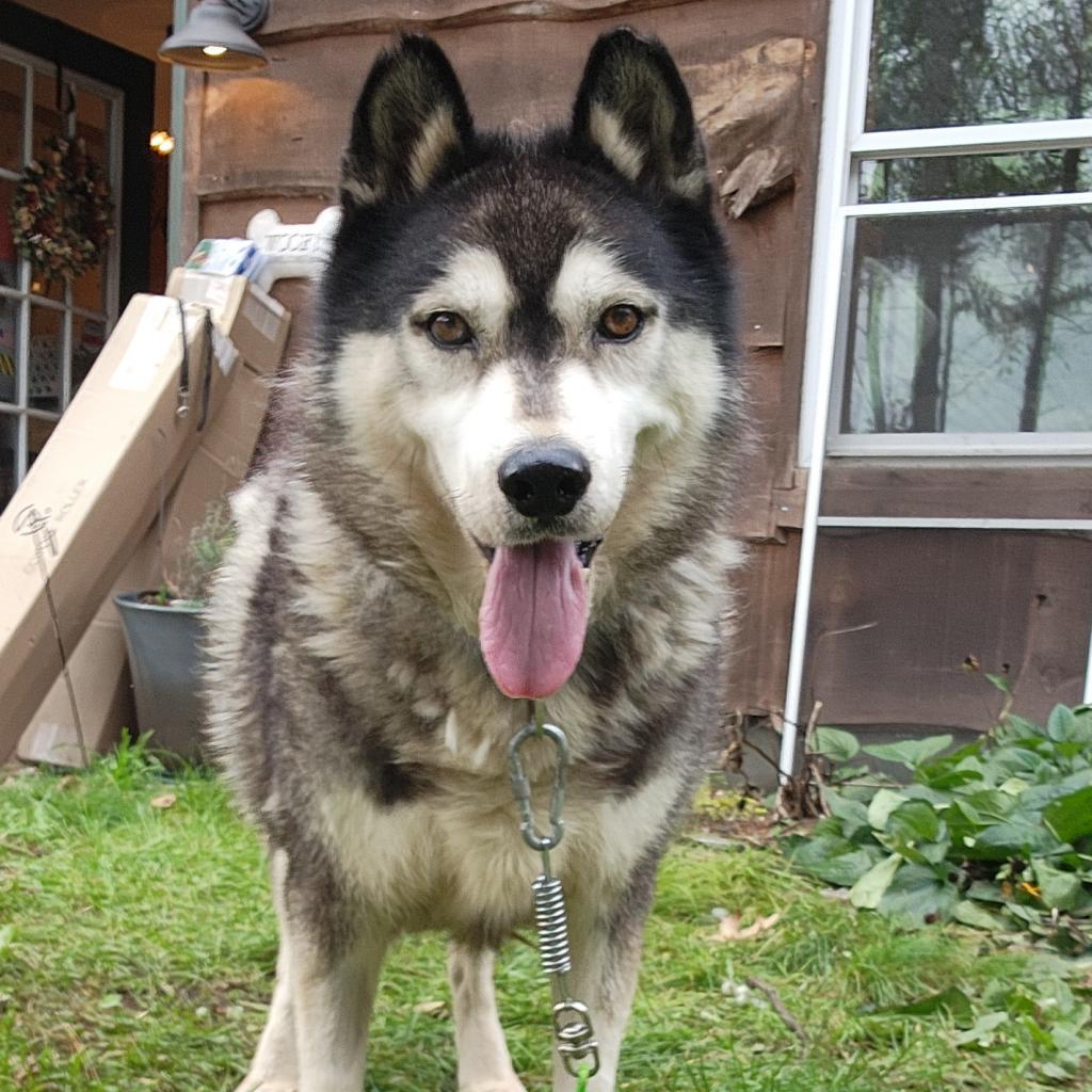 Buckeye (Columbus), an adoptable Alaskan Malamute in Glenfield, NY, 13343 | Photo Image 3