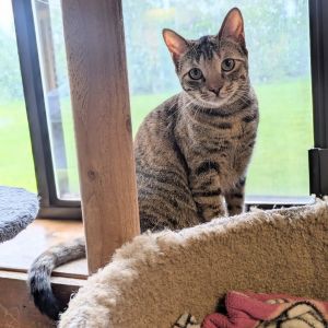 Monica, Young Female Domestic Short Hair