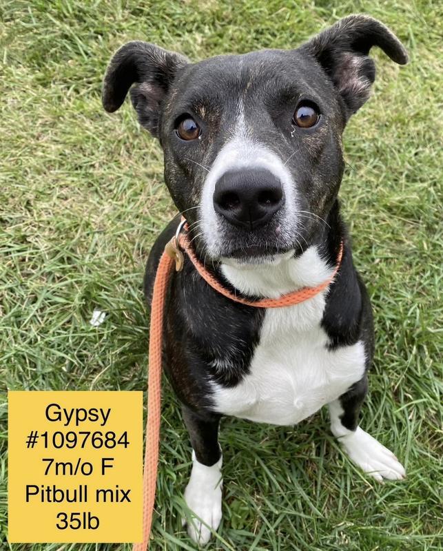 Gypsy (Corn Muffin)