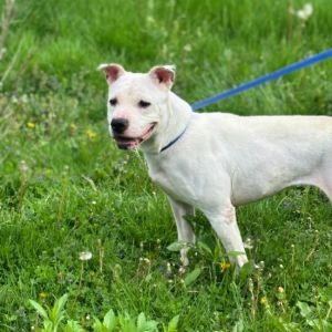 Snow, Adult Female Terrier