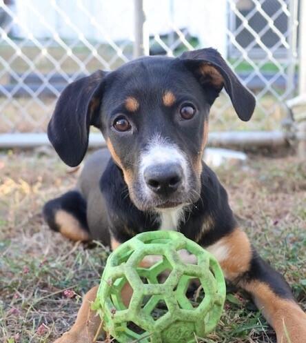 Pup Sabrina