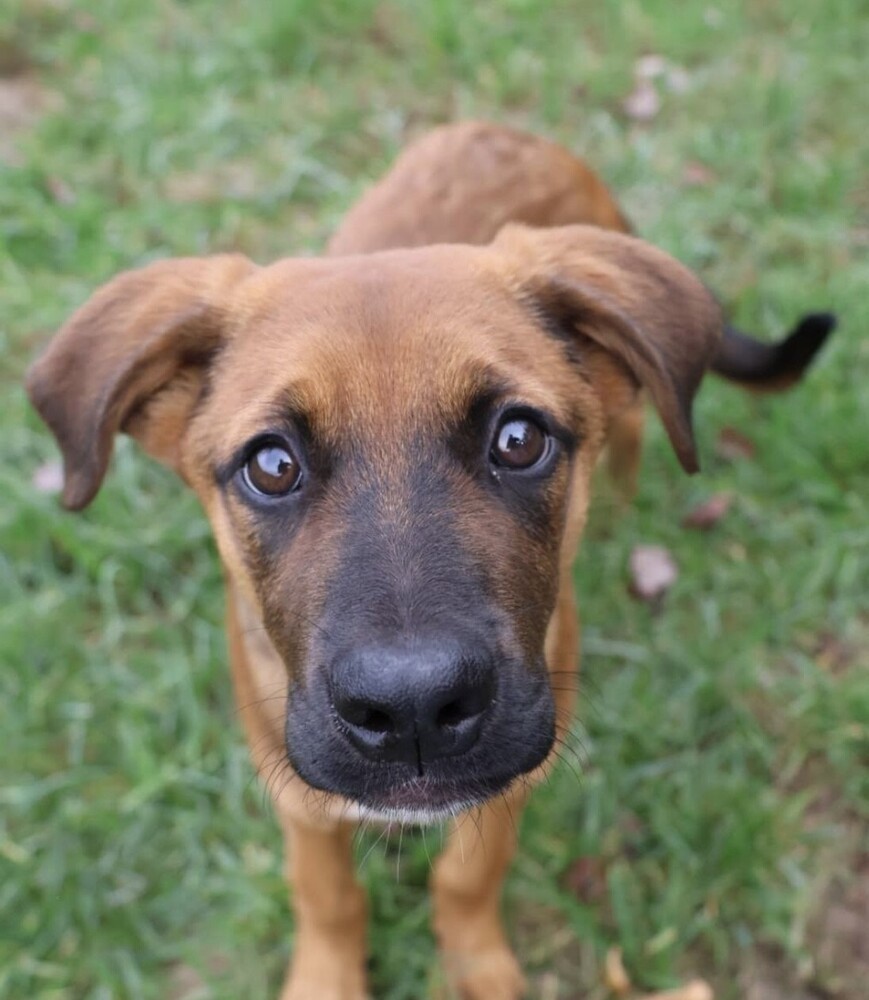 Pup Boris