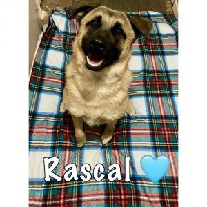 Rascal