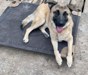 Rascal, Adult Male German Shepherd Dog