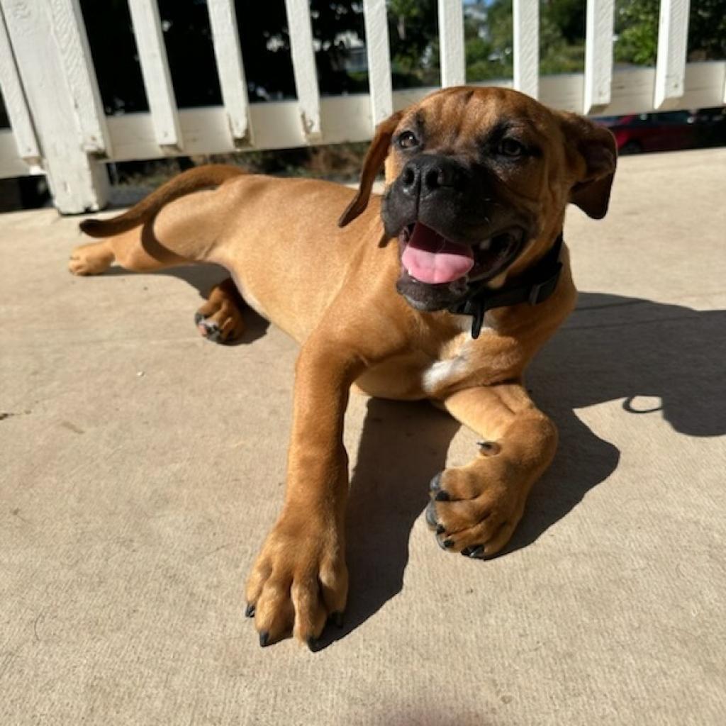 Bandit: COH-A-11181, an adoptable Bullmastiff, Mixed Breed in Keaau, HI, 96749 | Photo Image 1