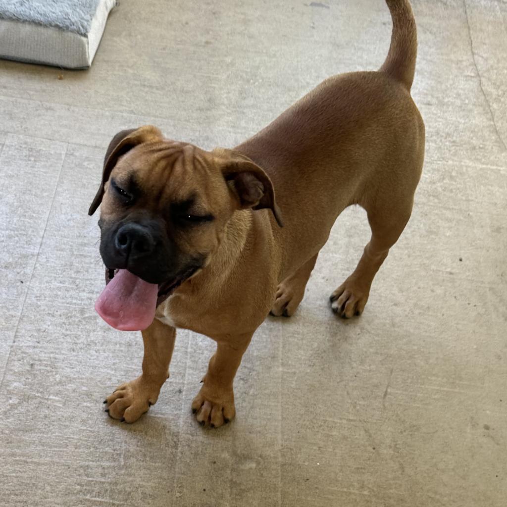 Bandit: COH-A-11181, an adoptable Bullmastiff, Mixed Breed in Keaau, HI, 96749 | Photo Image 2