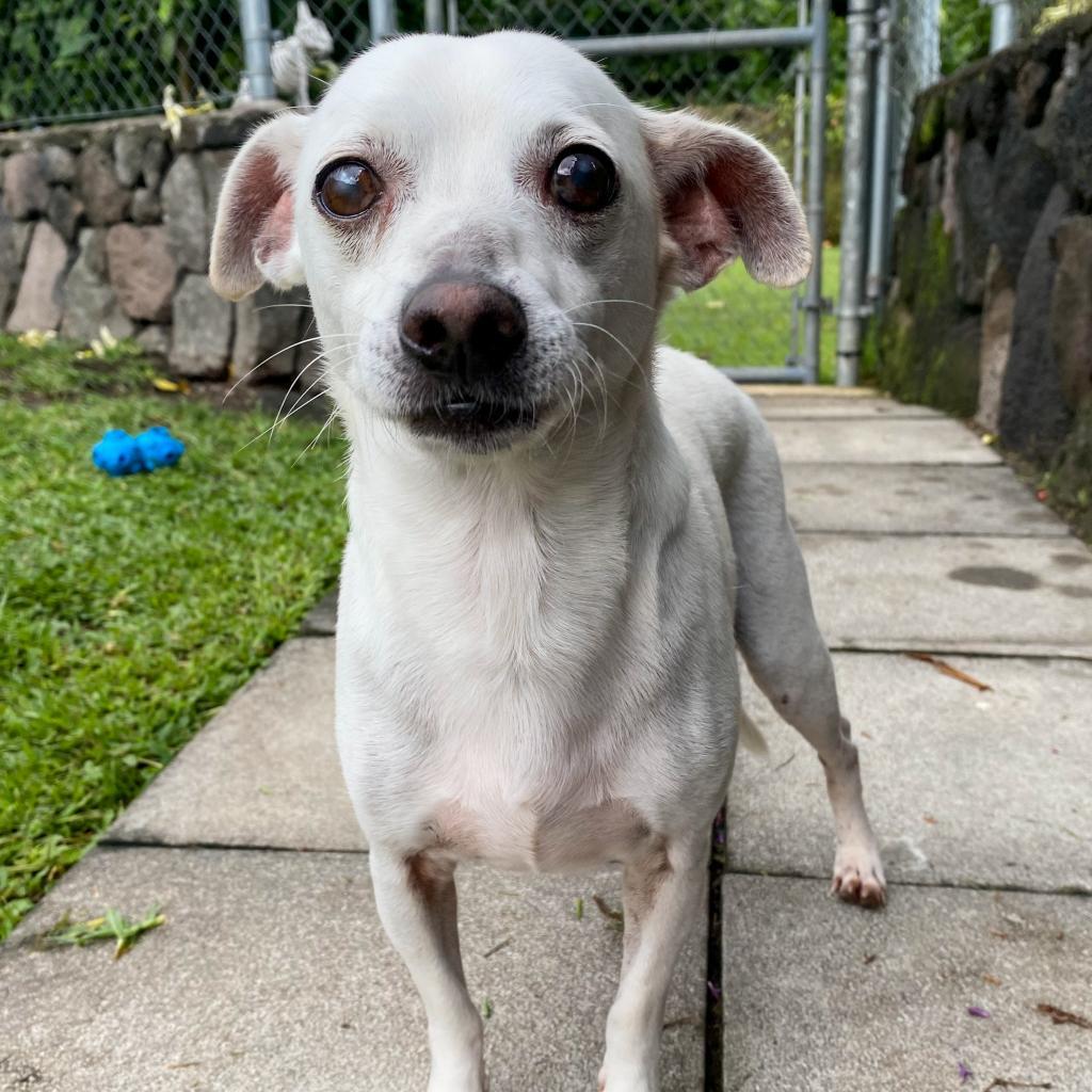 Awa (COH-A-11133), an adoptable Chihuahua in Keaau, HI, 96749 | Photo Image 1