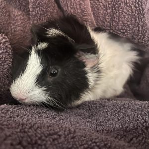 Bear Guinea Pig Small & Furry
