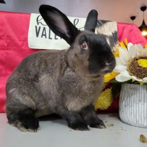 Ryan (EC+) American Sable Rabbit