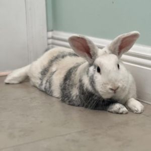 Meet Bugs This cute little boy is a two-year-old HarlequinLop Mix Hes about 4 lbs Some days he 