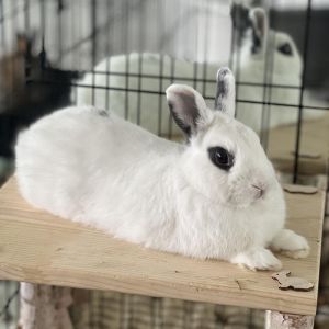 Rabbits are incredibly smart and can be trained to do tricks and acknowledge simple commands Check 